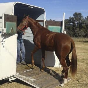 AGAN001PO BIENESTAR ANIMAL TRANSPORTE ANIMALES VIVOS ONLINE