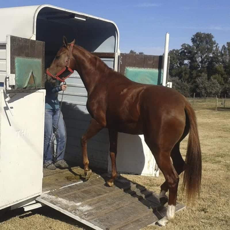 AGAN001PO BIENESTAR ANIMAL TRANSPORTE ANIMALES VIVOS ONLINE