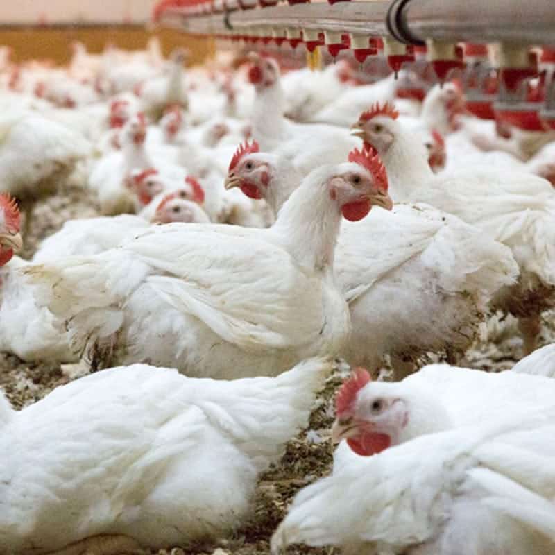 Clasificacion arancelaria de las mercancias de carne de aves