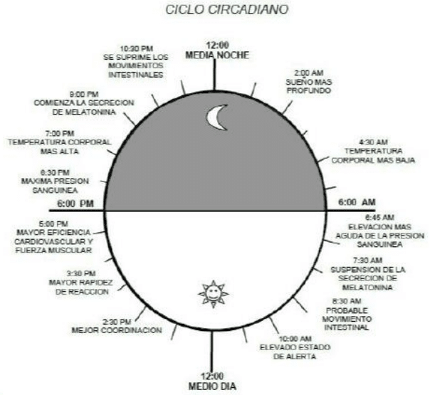 Ciclo Cardiano CAP