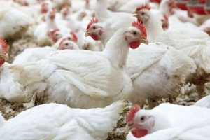 Clasificacion arancelaria de las mercancias de carne de aves